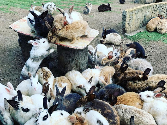 Arnab Village Ranau: A Fluffy, Hopping Good Time! 🐰💕