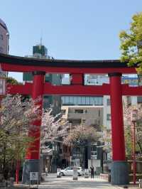 東京｜富岡八幡宮的櫻花風情