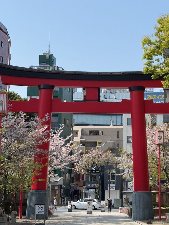 東京｜富岡八幡宮的櫻花風情