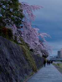 Today's Cherry Blossom Chasing Route Recap: