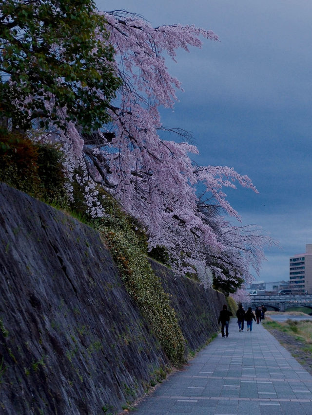 Today's Cherry Blossom Chasing Route Recap: