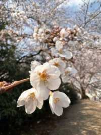 Petals & Paradise: My Cherry Blossom Adventure in Jinhae