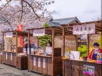 “Sakura by the Sacred Stream: Isuzu River’s Tranquil Bloom” 