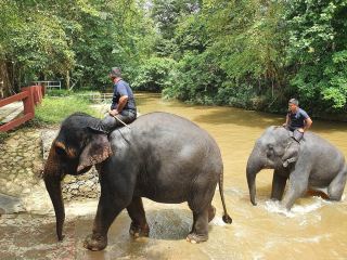 🐘 Gentle Giants & Quiet Lessons 🌿🛤️
