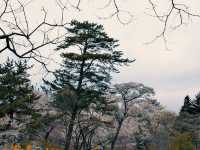 青森蘆野公園 - 日本文豪太宰治的童年足跡