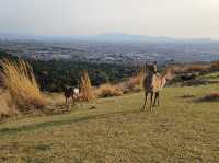 Hidden trail to sunset with deers 