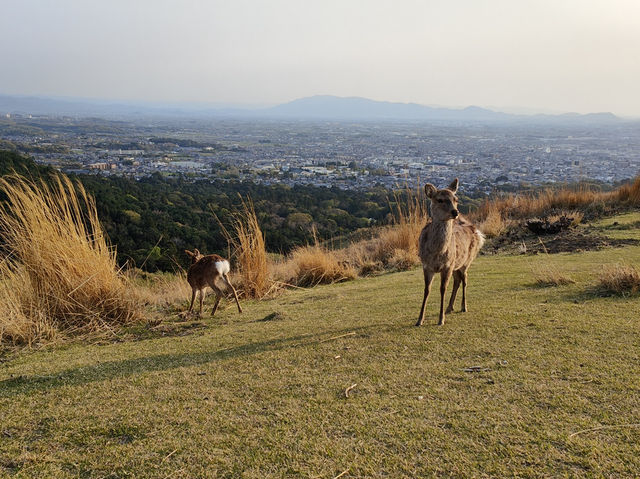 Hidden trail to sunset with deers 