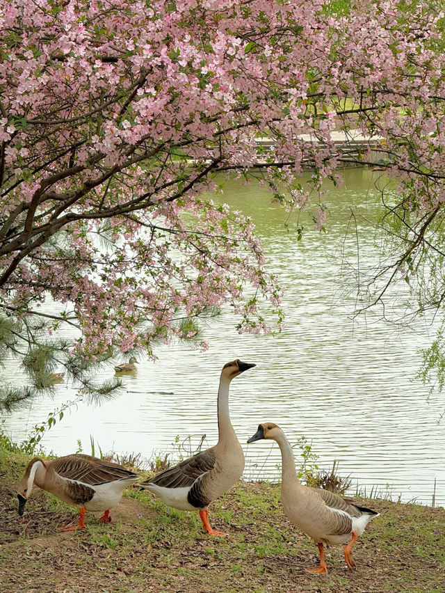 Xi'an's Weeping Flower Wonderland 🦆 