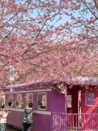 Chengdu’s Cherry Blossom Wonderland — Manhua Manor Blooming Fantasy