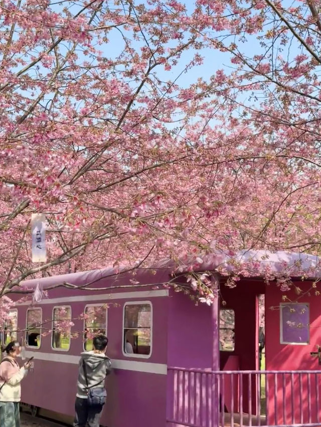 Chengdu’s Cherry Blossom Wonderland — Manhua Manor Blooming Fantasy