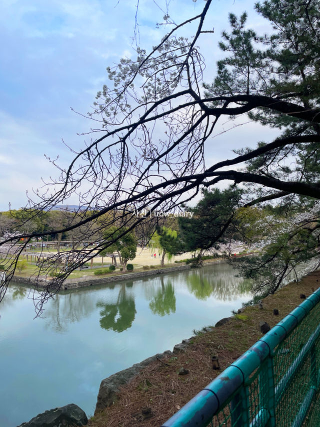 나고야성에서 기념품 쇼핑하기 🏯