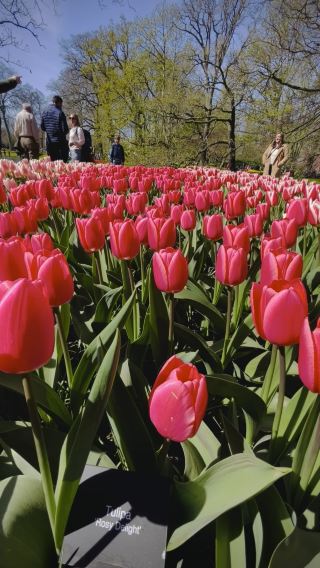 Tulip season in Holland