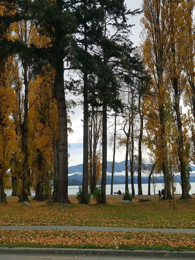 That Wanaka Tree - the lonely creature in the lake