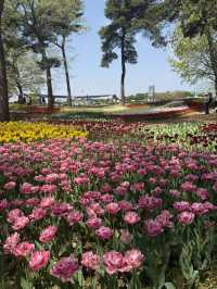 国営ひたち海浜公園｜色とりどりの絶景が広がる“アニメの世界”へ