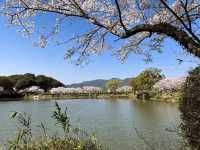 朝倉市甘木公園，福岡縣隱藏版賞櫻的市民公園