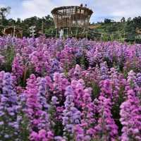 สวนดอกไม้ ป้างฮวา 🌺 l เชียงใหม่
