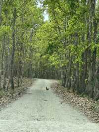 Drive to Twenty Thousand Lake (Bis Hazari Tal), Tikauli, Chitwan: A Wild Encounter
