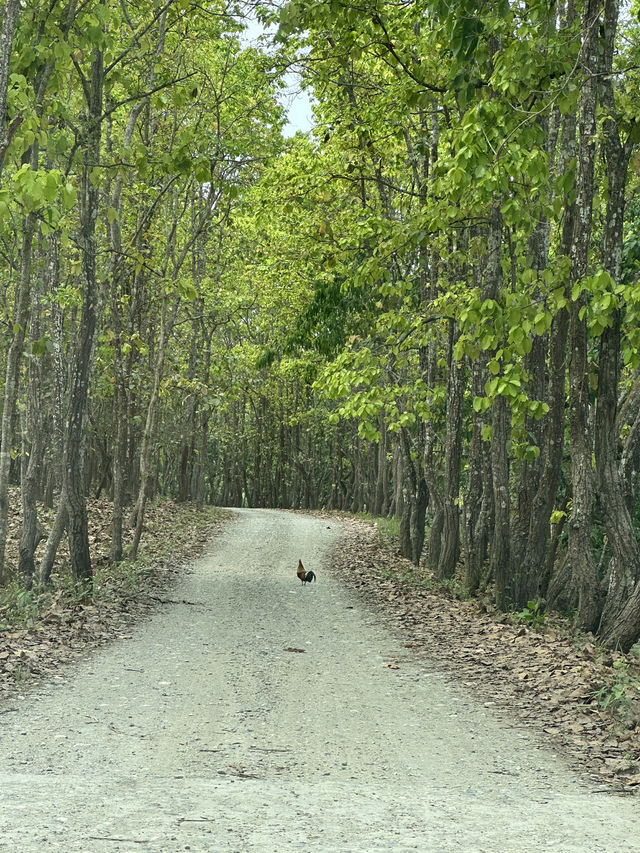 Drive to Twenty Thousand Lake (Bis Hazari Tal), Tikauli, Chitwan: A Wild Encounter