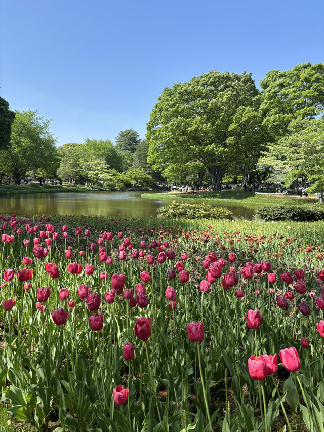 📍 国営昭和記念公園（東京都)