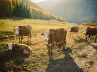 Xinjiang – Wild Blossoms Across Rugged Silk Road Landscapes