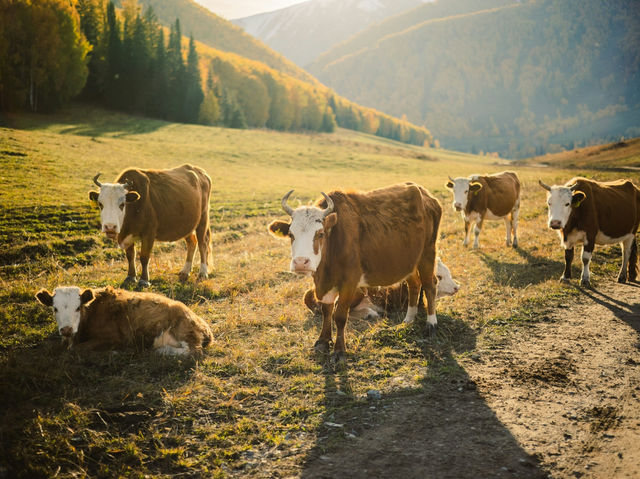Xinjiang – Wild Blossoms Across Rugged Silk Road Landscapes
