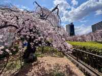 仙台市中心賞櫻好去處---榴岡公園，白天晚上都很夢幻！