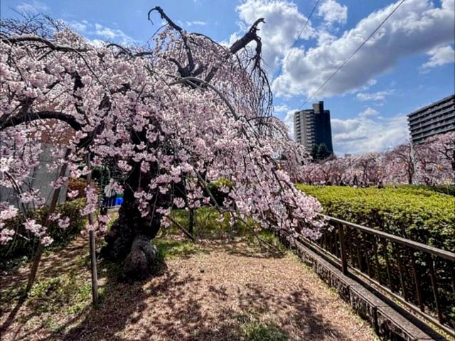仙台市中心賞櫻好去處---榴岡公園，白天晚上都很夢幻！