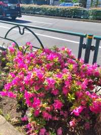 LOVELY SPRING, WHERE EVERY PETAL ADDS A LITTLE MORE COLOUR TO THE DAY 