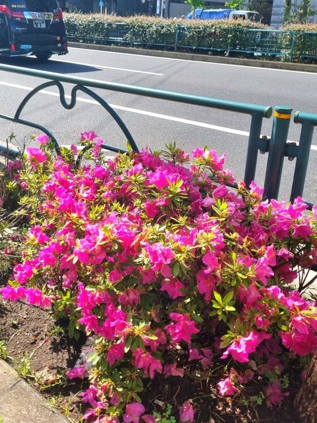 LOVELY SPRING, WHERE EVERY PETAL ADDS A LITTLE MORE COLOUR TO THE DAY 