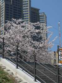 Seoul's Cherry Blossoms: A Love Letter to Spring 🌸💖