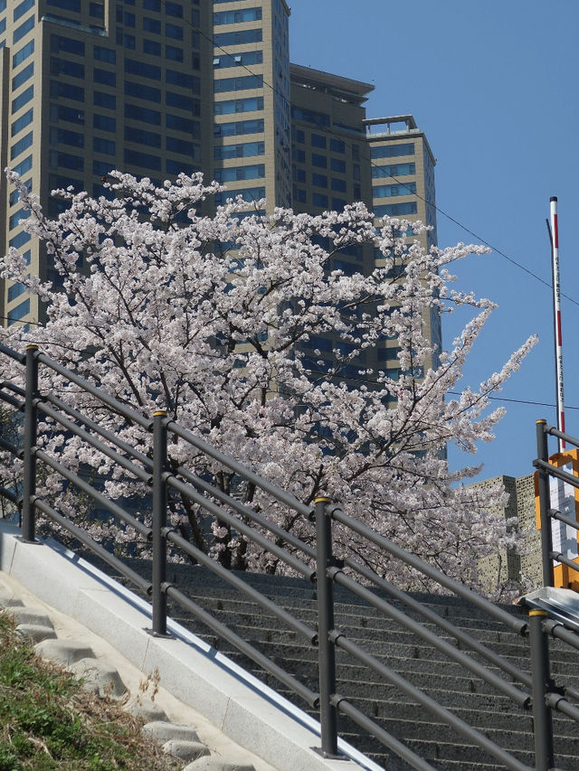 Seoul's Cherry Blossoms: A Love Letter to Spring 🌸💖