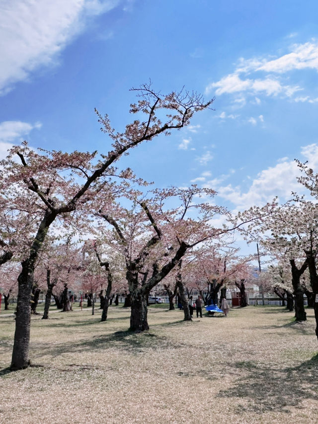 2025五月北海道獨遊追櫻之旅🌸 - 第三彈
