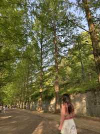 평생 볼 가로수 다 보고 온…🌳 담양 메타세콰이어길