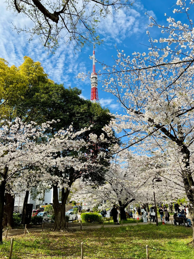 📍 Shiba Park Rose Garden Bloom