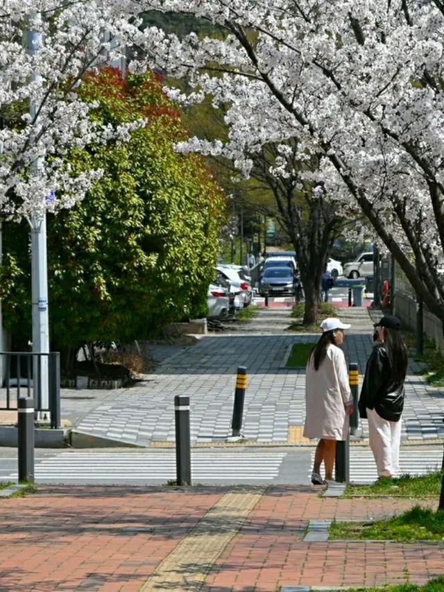 Gwangju in Bloom: A Tranquil Cherry Blossom Escape