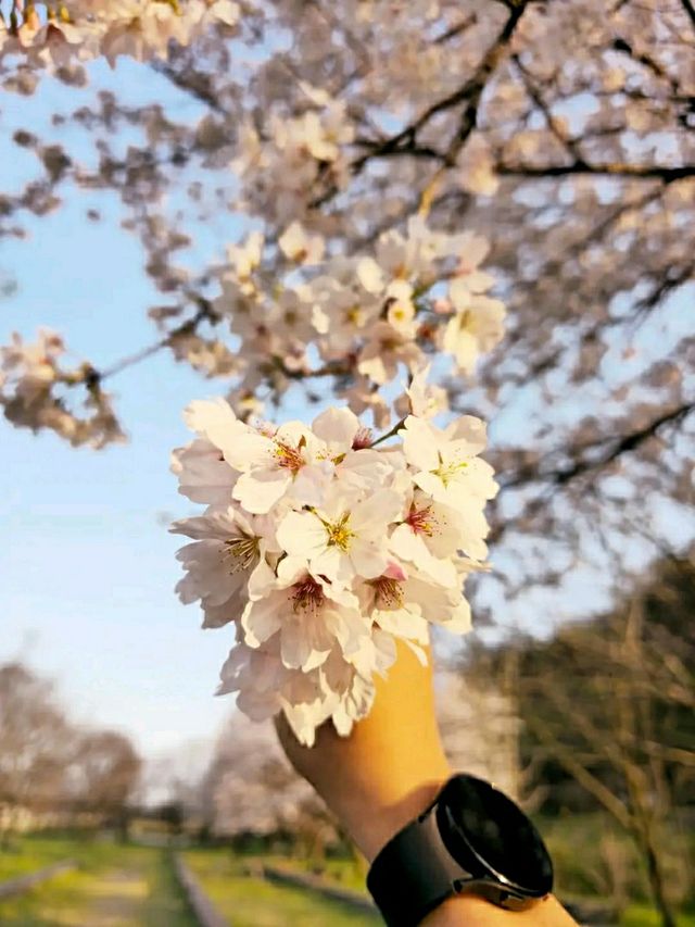 Gwangju in Bloom: A Tranquil Cherry Blossom Escape