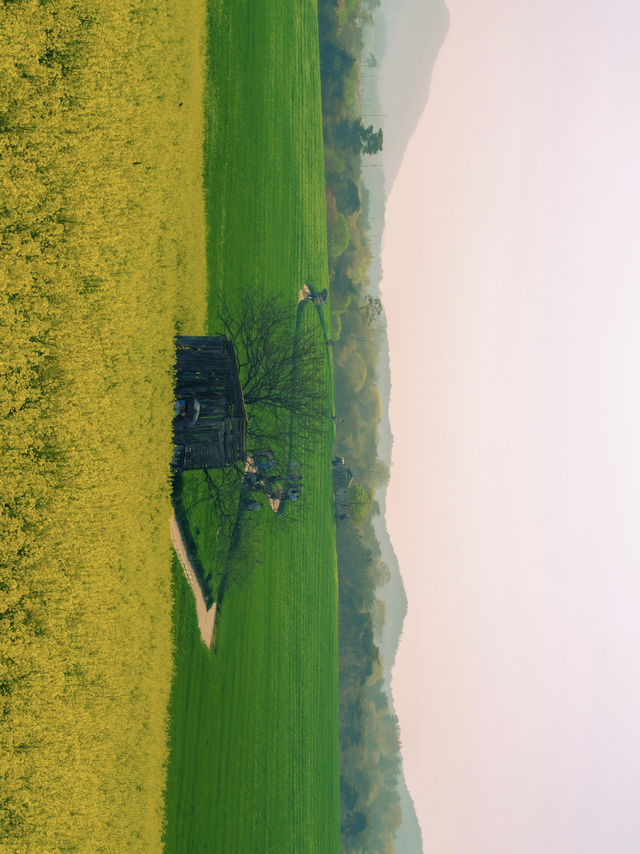 벚꽃 다음은 유채+청보리 사냥 떠나야죠!🌾