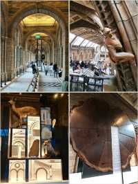 英國自然史博物館🏛人氣恐龍化石，大開眼界（Natural History Museum）