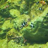 Bangsaen Aquarium - สื่อเรียนรู้ความบันเทิงใต้ทะเล