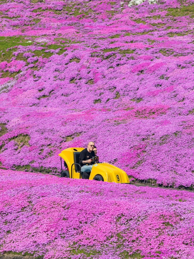เทศการชิบะซากุระ Higashimokoto Shibazakura Park🌸