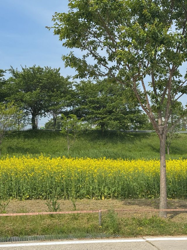 꽃보며 산책하기 좋은 ‘황산공원’