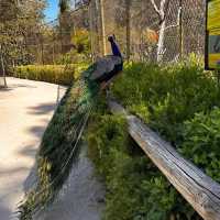 Wild Encounters at Caversham