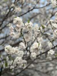 Unexpected Cherry Blossoms Moment