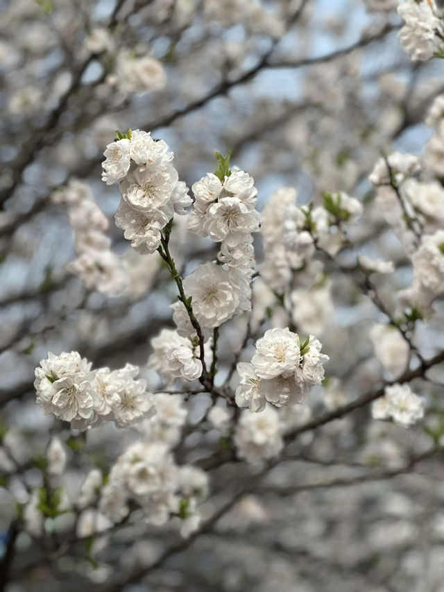 Unexpected Cherry Blossoms Moment