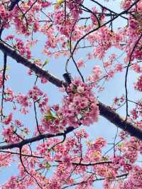 Unexpected Cherry Blossoms Moment