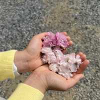 천안 각원사 겹벚꽃 당일치기 여행🌸