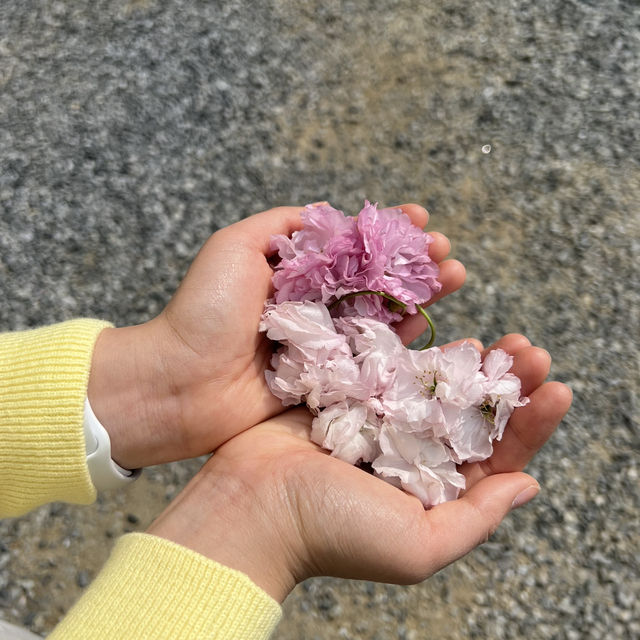 천안 각원사 겹벚꽃 당일치기 여행🌸