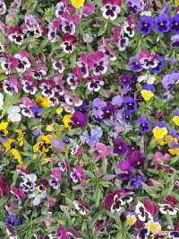 North Bund – มุมสงบของเซี่ยงไฮ้ 🌷🌻🌺
