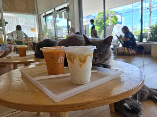 Mali Cat Cafe Bangsaen, Chonburi 