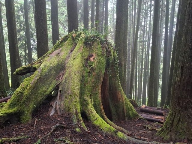  阿里山涼爽宜人仿如仙境